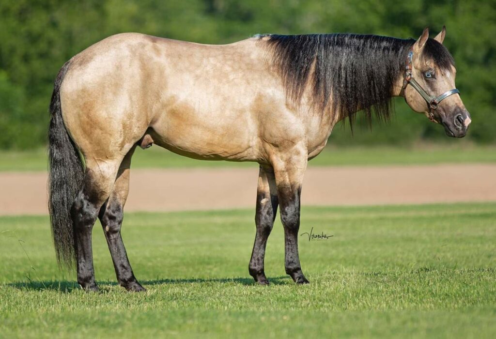 A Black Horse With Long Mane Standing Gracefully in a Lush Green Grass Field.