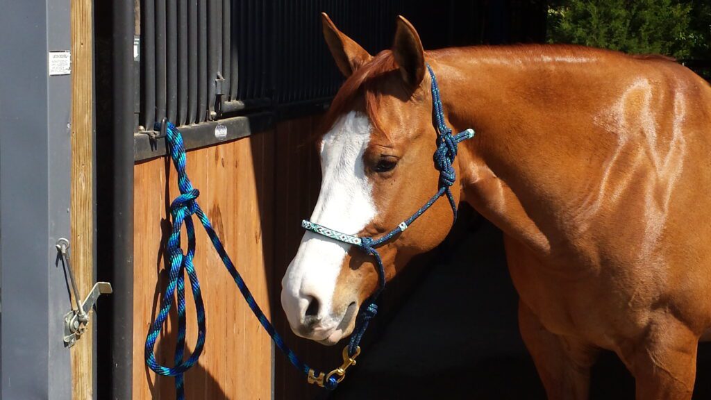A Horse Standing in Front of a Wooden Door, Looking Majestic and Curious.
