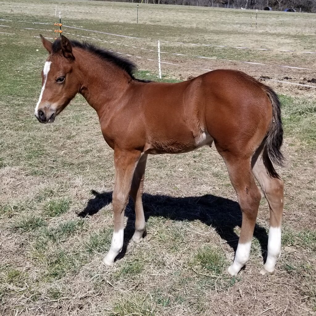 A Brown Horse Standing in a Field, With a Serene Expression and a Majestic Presence.