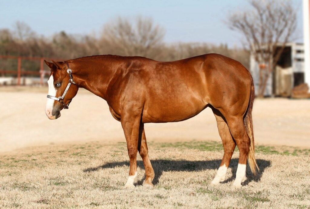 A Brown Horse Standing in a Field With a Fence, Enjoying the Serene Surroundings and the Open Space.