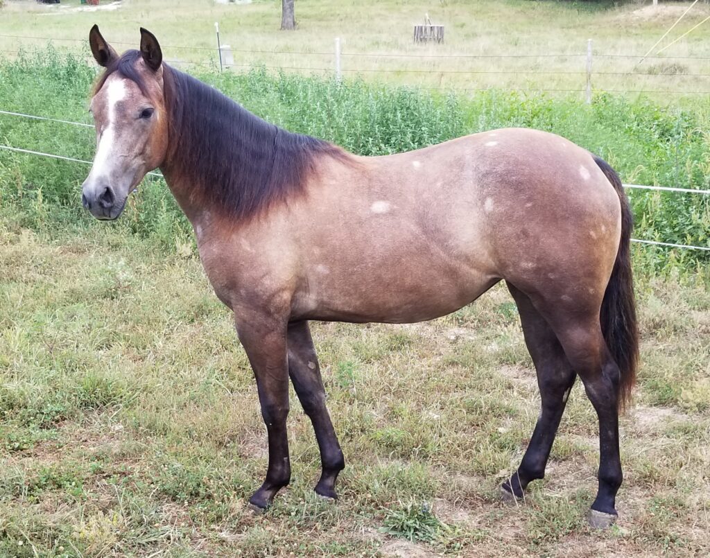 A Brown Horse Standing in a Field, With a Serene Expression and a Majestic Presence.