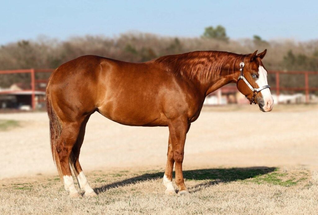 A Brown Horse Standing in a Field, Under the Clear Blue Sky, With Lush Green Grass Surrounding It.