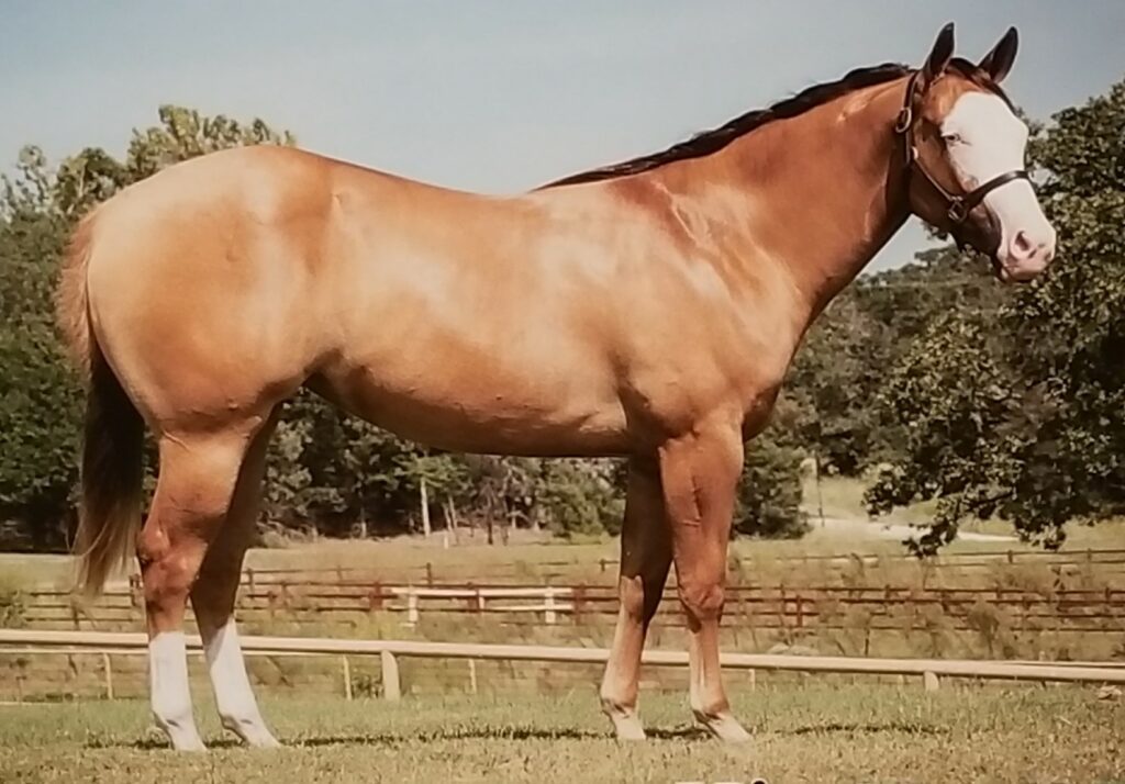 A Horse Standing in a Field With a Fence, Enjoying the Open Space and the Beauty of Nature.
