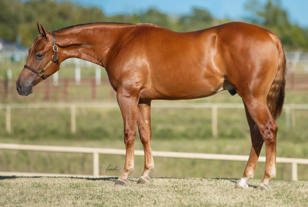 A Brown Horse Standing in a Field, Under the Clear Blue Sky, With Lush Green Grass Surrounding It.