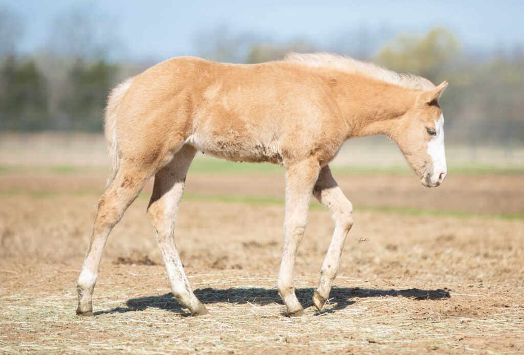 A Young Foal Standing in a Grassy Field.