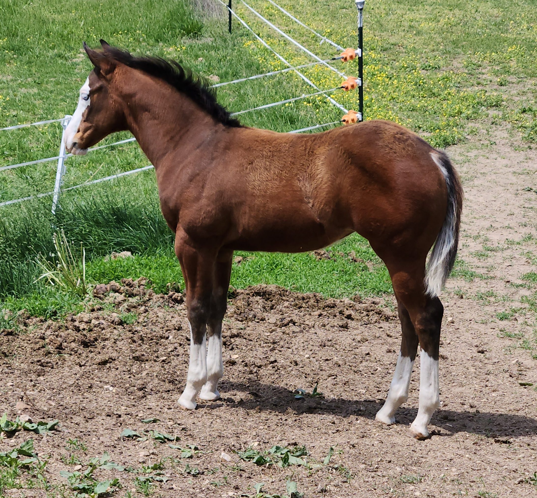 A Horse Standing in a Dirt Field With a Fence in the Background.